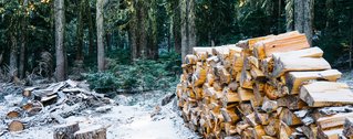 Holzstapel im Wald